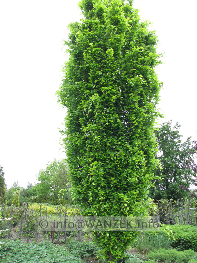 Fagus sylvatica Dawyck Gold - 7m nah.JPG